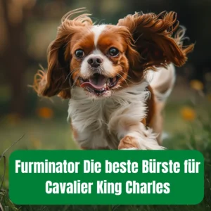 Furminator für Cavalier King Charles